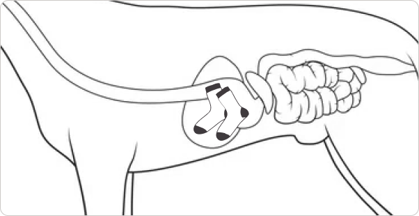 Lateral view of Waffles's GI tract